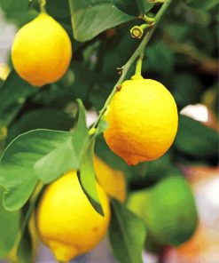 Aesthetic Yellow Lemon Tree paint by numbers