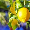 Yellow Lemon Tree paint by numbers