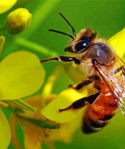 Yellow Flower With Bee paint by numbers