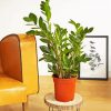 Zamioculcas Plant In Pot paint by numbers