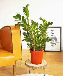 Zamioculcas Plant In Pot paint by numbers