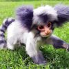 Aesthetic Marmoset Animal paint by numbers