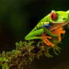 Cute Kikker Animal paint by numbers