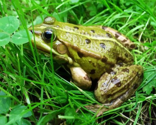 Green Kikker Animal paint by numbers
