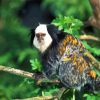 Marmoset Animal On Tree paint by numbers