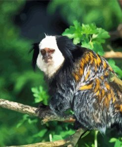 Marmoset Animal On Tree paint by numbers