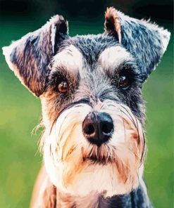 Cute Schnauzer Dog paint by numbers