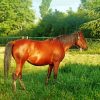 Adorable Brown Mare paint by numbers