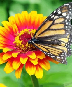 Beautiful Butterfly On Marigold main by numbers