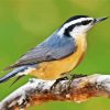 Nuthatch Bird On Branch paint by numbers