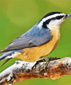 Nuthatch Bird On Branch paint by numbers