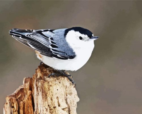 Cute Nuthatch Bird paint by numbers