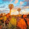 Quiver Trees At Sunset paint by numbers