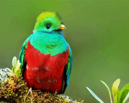 Beautiful Quetzal Bird paint by numbers