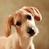 Adorable Beige Doxie Dachshund paint by numbers