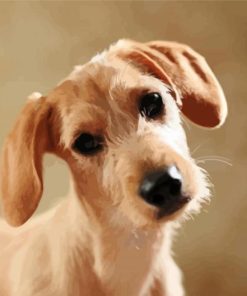 Adorable Beige Doxie Dachshund paint by numbers