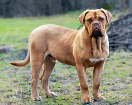 Beige Mastiff Dog paint by numbers