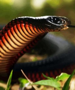 Black Cobra Snake paint by numbers