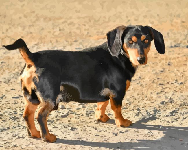 Black Doxie Dachshund Dog paint by numbers