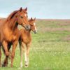 Brown Mares Horses paint by numbers