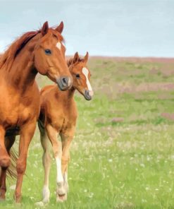 Brown Mares Horses paint by numbers