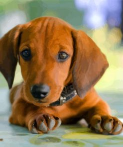 Brown Puppy Doxie Dachshund paint by numbers