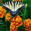 Butterfly On Marigolds Flowers paint by numbers