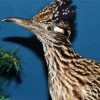 Greater Roadrunner Bird Head paint by numbers