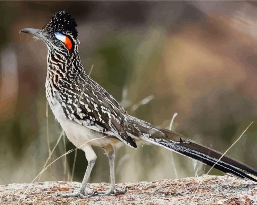 Greater Roadrunner paint by numbers