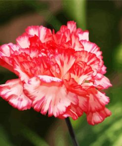 Pink Carnations paint by numbers