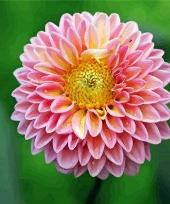 Yellow Pink Fuchsia Dahlia paint by numbers