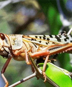 close up Locust paint by numbers