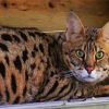 Beautiful Savannah Cat paint by numbers