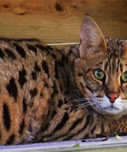 Beautiful Savannah Cat paint by numbers