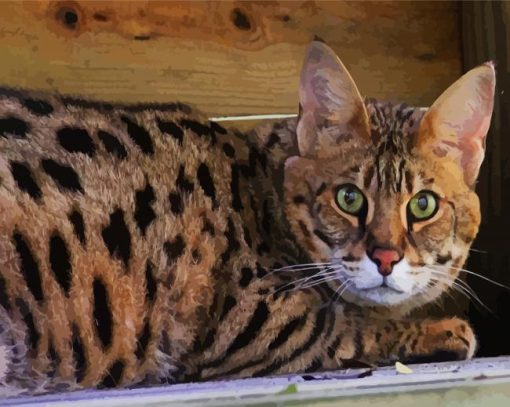 Beautiful Savannah Cat paint by numbers