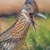 Close Up Roadrunner Bird paint by numbers