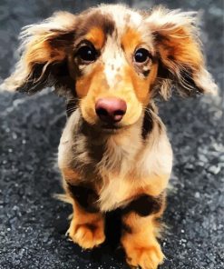 Adorable Doxie Dachshund paint by numbers