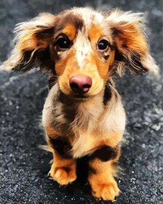 Adorable Doxie Dachshund paint by numbers