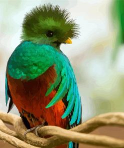 Cute Quetzal Bird paint by numbers