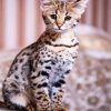 Adorable Savannah Kitten paint by numbers