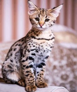 Adorable Savannah Kitten paint by numbers