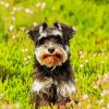 Adorable Schnauzer paint by numbers