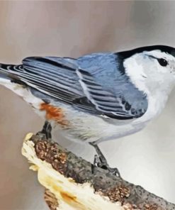 Nuthatch Bird paint by numbers