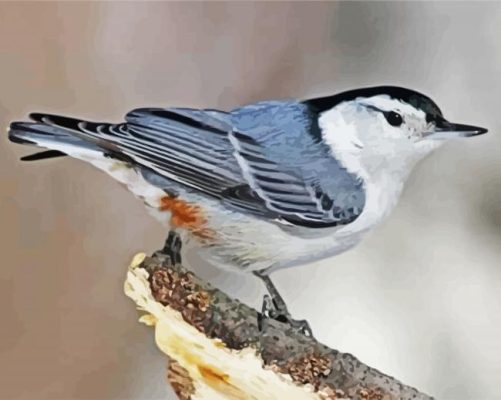 Nuthatch Bird paint by numbers