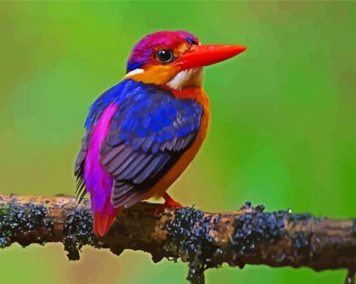 Oriental Dwarf Kingfisher paint by numbers