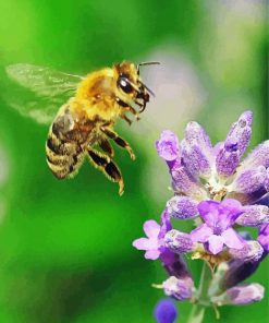 Flower With Bee Insect paint by numbers