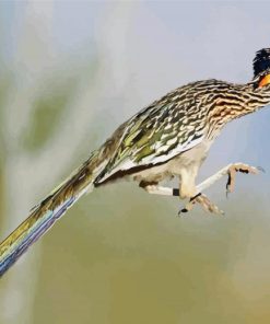 Flying Roadrunner Bird paint by numbers