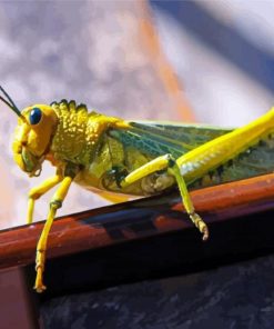 green Locust paint by numbers