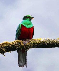 Green Red Quetzal Bird paint by numbers