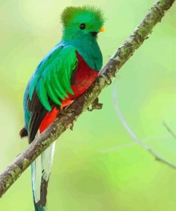 Adorable Quetzal Bird paint by numbers